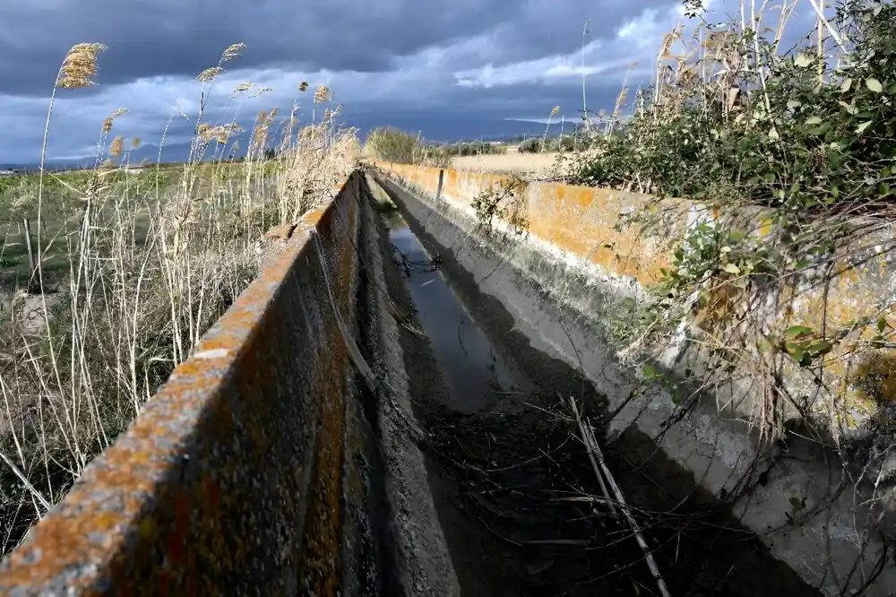 Suša na Siciliji preti žitnim poljima, životinjama