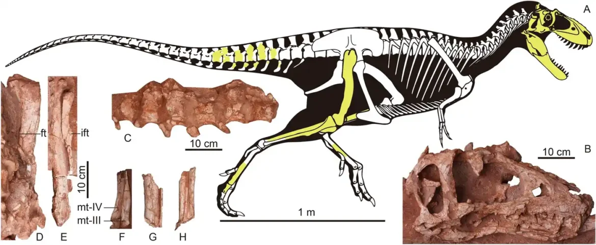 U Kini identifikovana nova vrsta dinosaurusa tiranosaurida