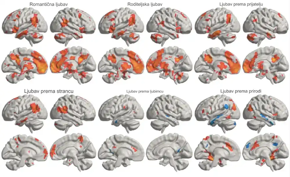 Pronalaženje ljubavi: Studija otkriva gde ljubav živi u mozgu