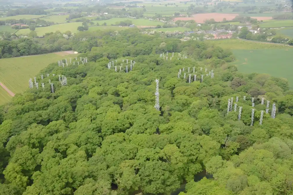 Hrastovi pokazuju povećanje rasta drveta uz više CO₂: Novi nalazi iz terenskog eksperimenta u Engleskoj