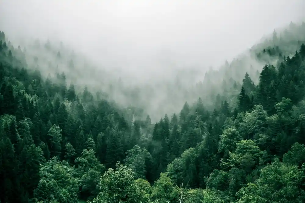 Koliko će efikasno različite američke šume uklanjati atmosferski ugljenik u budućnosti