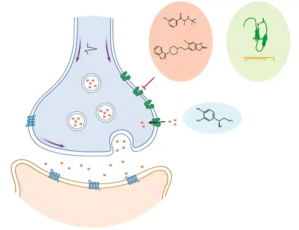 Razotkrivanje strukture noradrenalinskog transportera (NET) pomaže razvoju novih lekova