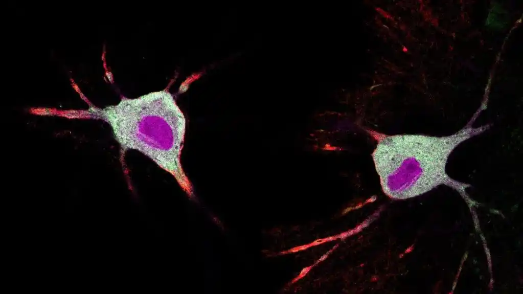 Nova metoda prati kako psihodelici utiču na neurone za nekoliko minuta