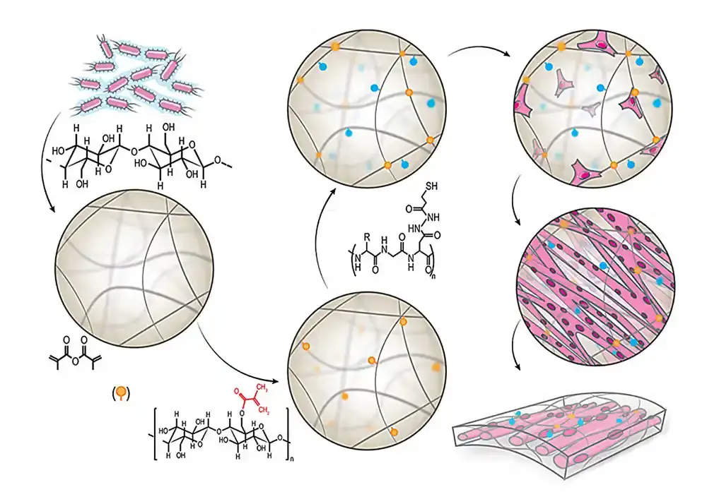 Novi hidrogel dobijen od bakterija obećava regeneraciju mišićnog tkiva