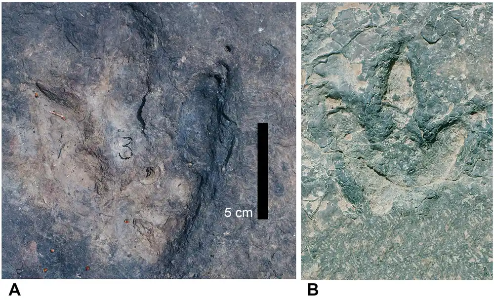 Odgovarajući otisci dinosaurusa pronađeni na suprotnim stranama Atlantskog okeana