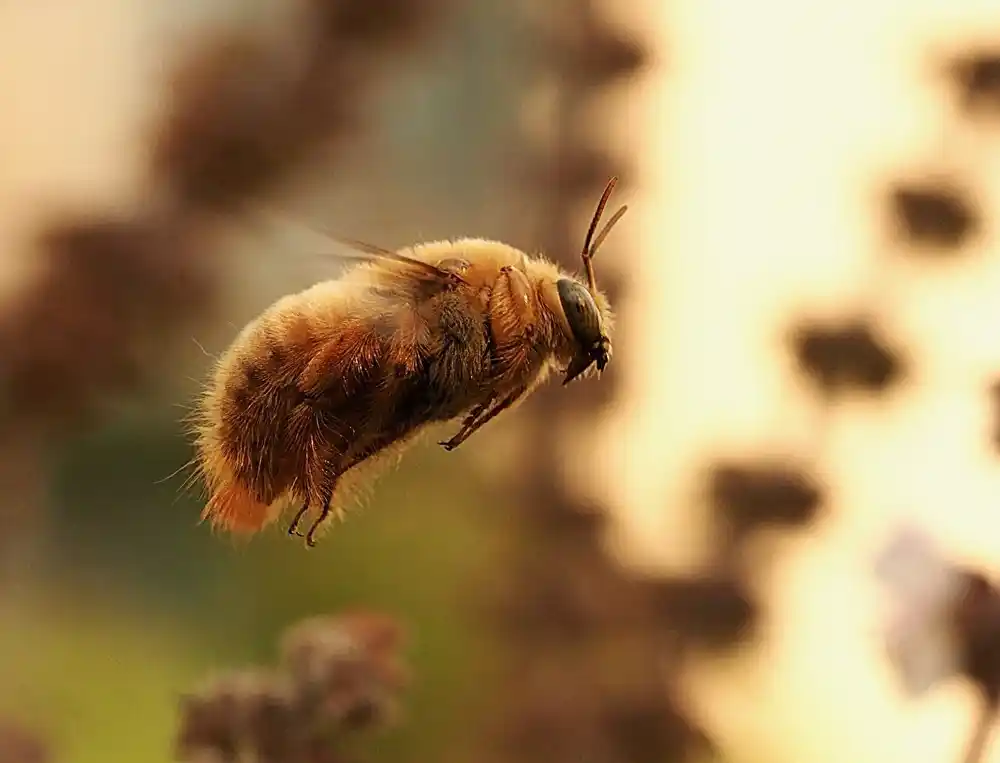 Pesticidi kao glavni uzrok opadanja broja divljih pčela: Studija otkriva zabrinjavajuće trendove