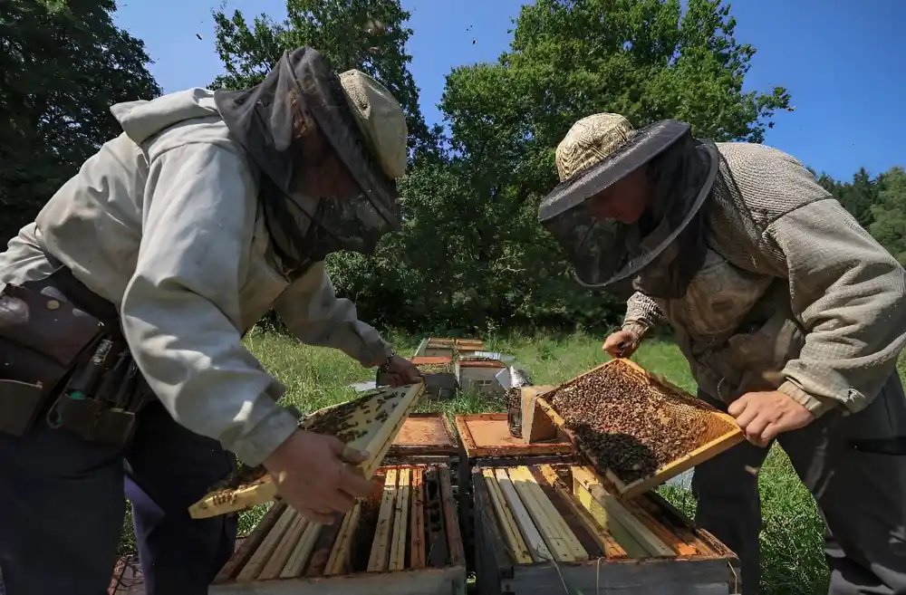 ‘Pčele gladuju’ u katastrofalnoj godini za francuski med