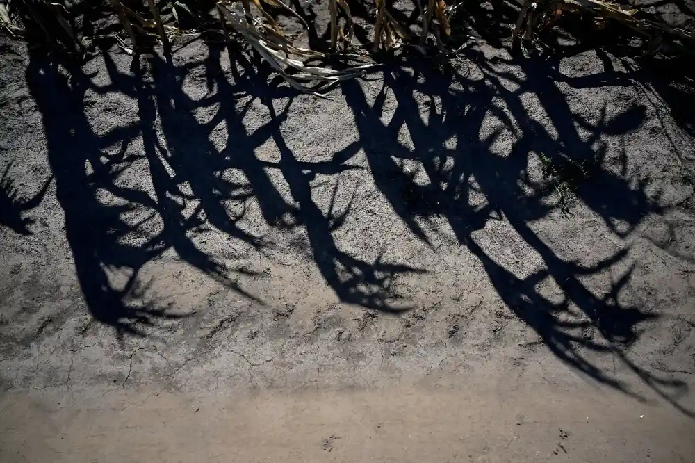 Klimatske promene ugrožavaju poljoprivredu u Rumuniji: Farmeri se bore sa sušom