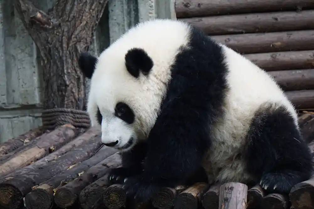 Istraživači otkrili ključne mehanizme oporavka džinovskih pandi