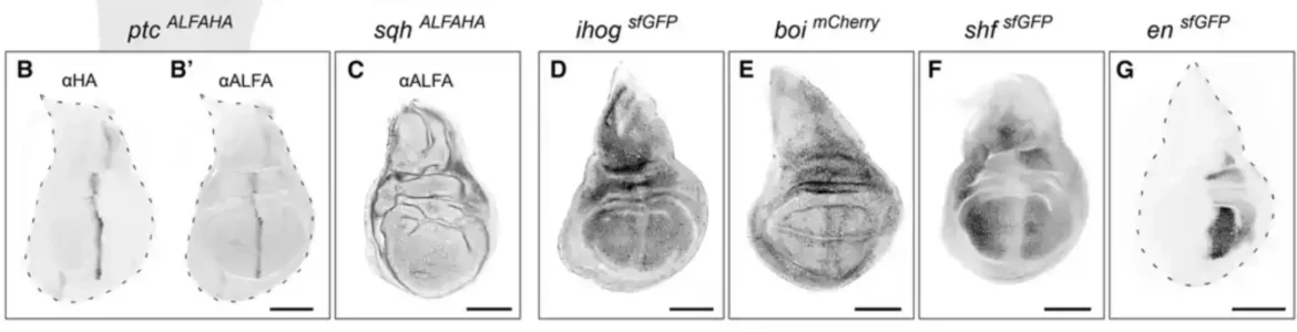 Precizna genetika: Nova CRISPR metoda omogućava efikasnu modifikaciju DNK