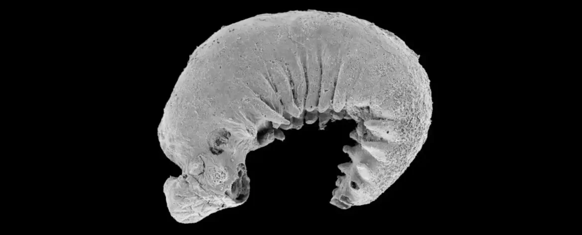 Pronađena fosilizovana larva stara 520 miliona godina sa očuvanim mozgom i crevima