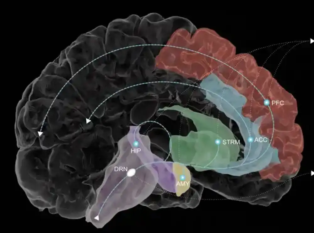 Serotonin menja način na koji ljudi uče i reaguju na negativne informacije