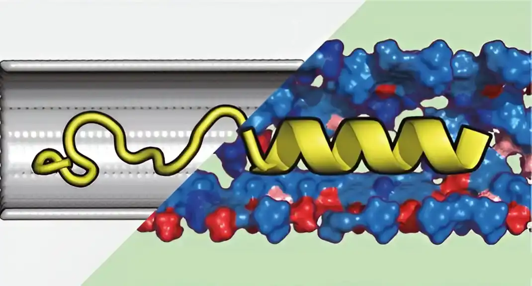 Simulacioni model pokazuje uticaj tunela ribozoma na proteinske strukture