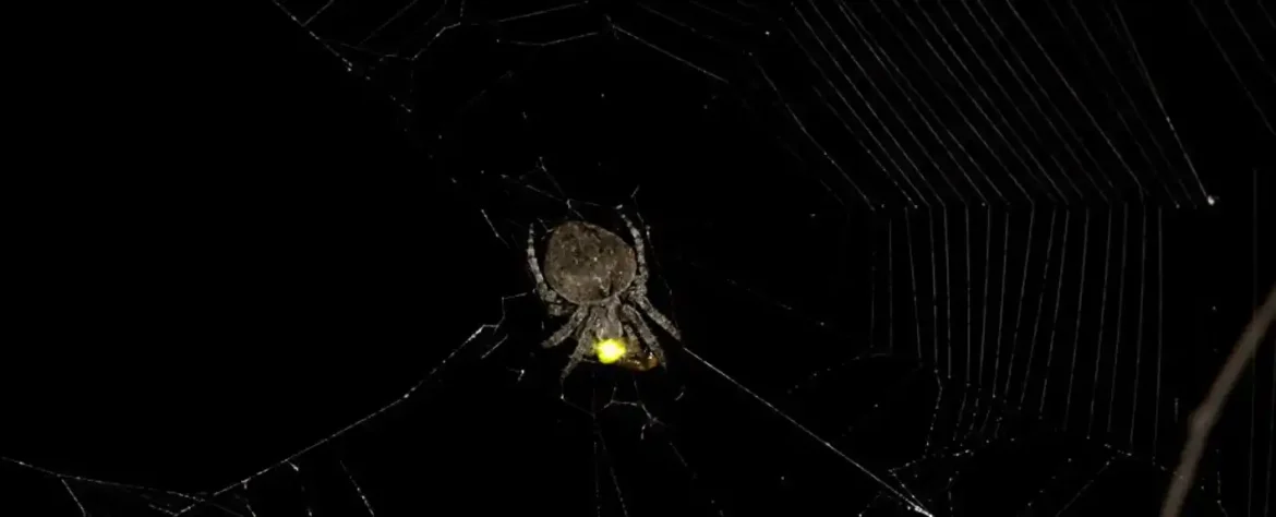 Araneus ventricosus: Pauk sa neobičnim manipulativnim sposobnostima