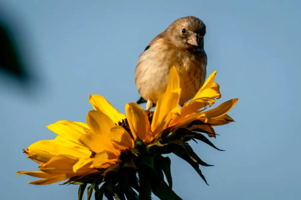 Danas pretežno sunčano i toplo, temperatura do 37 stepeni