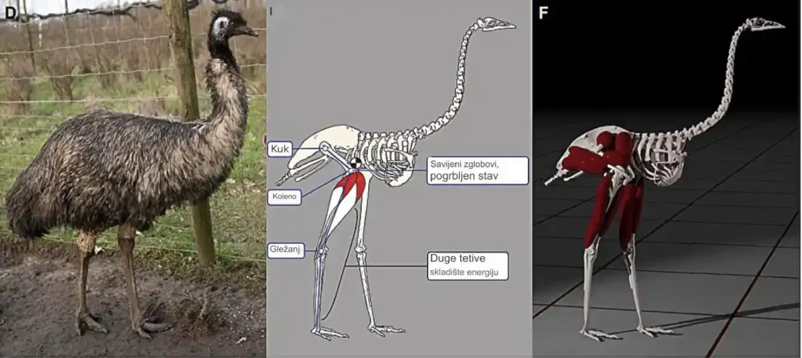 Emu stil trčanja: Evolucija prizemljenog trčanja koja štedi energiju