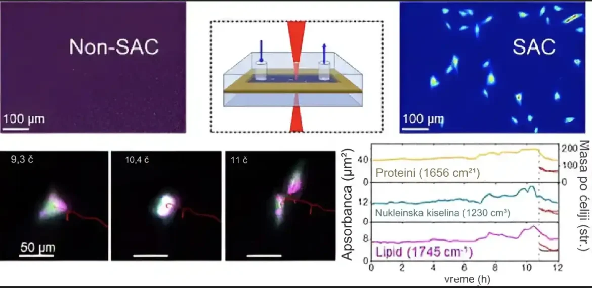 Nova infracrvena metoda otvara put bržem i preciznijem posmatranju biomolekula u živim ćelijama