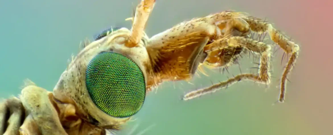 Klimatske promene i gubitak biodiverziteta povećavaju rizik od novih pandemija