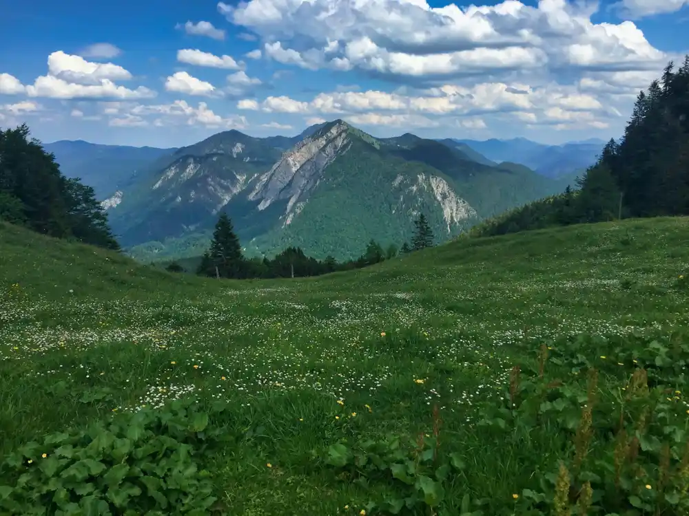 Evropski zeleni dogovor je mač sa dve oštrice za globalne emisije, sugeriše analiza