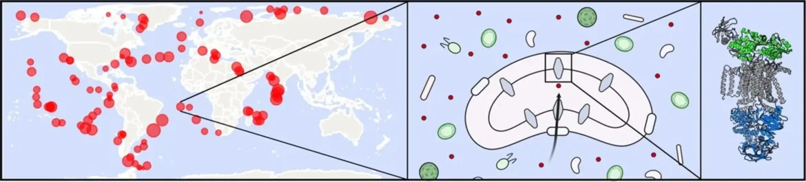 Kako najzastupljenije bakterije u okeanima utiču na globalne tokove hranljivih materija