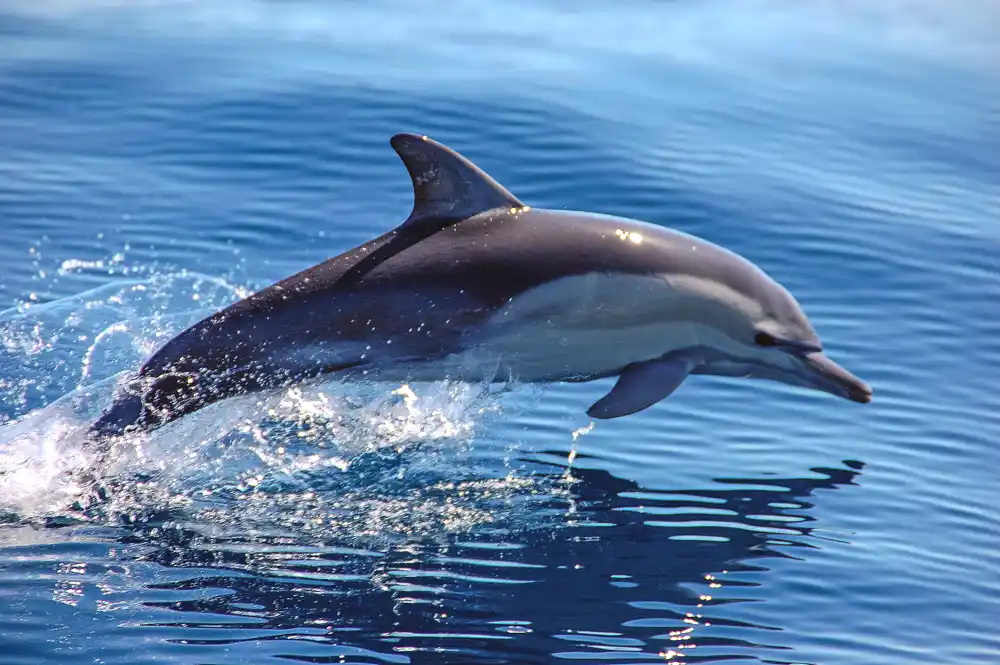 Naučnici su otkrili mikroplastiku u vazduhu koji su izdahnuli divlji delfini