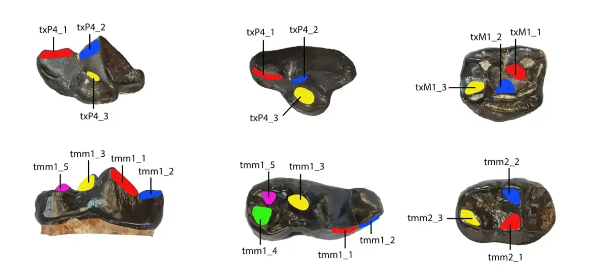 Paleontolozi pronalaze pretka džinovske pande