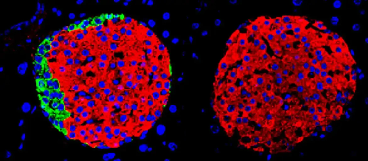 Nova otkrića o pankreasu i regulaciji šećera u krvi: Beta ćelije samostalno uspešno balansiraju glikemiju