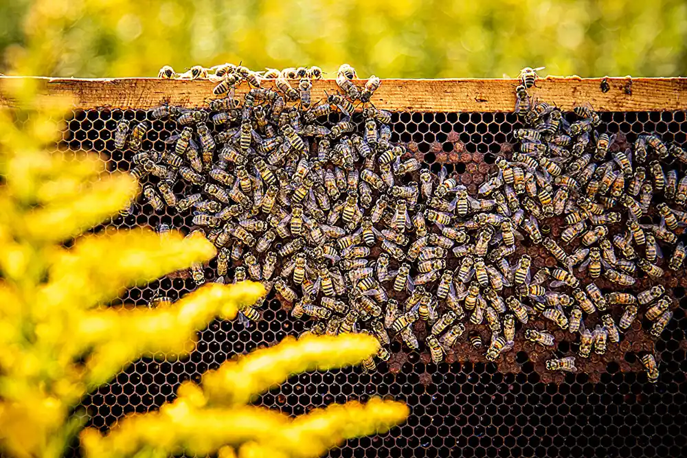 Studija otkriva da dobra ishrana povećava otpornost pčela na pesticide i viruse