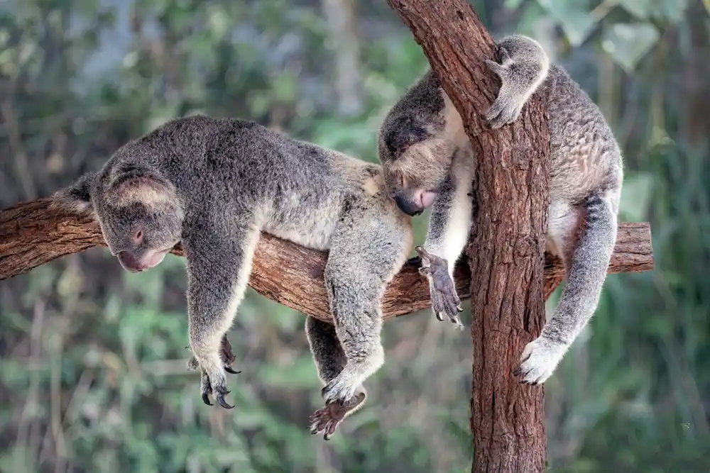 Sumorna statistika o izgledima za preživljavanje koala