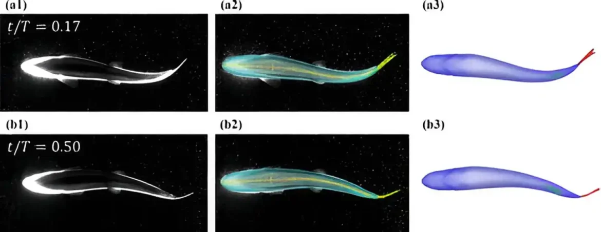 Istraživanje pokreta riba pomaže razvoju naprednih bioinspirisanih robota