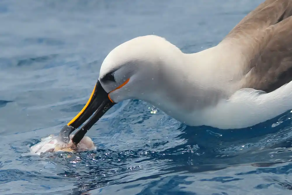 Visoko osetljivi kljunovi mogli bi pomoći albatrosima i pingvinima da pronađu hranu