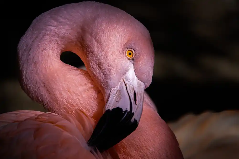 Prvi roditelji među flamingosima u San Dijegu: Istopolni par uspešno izlegao pile