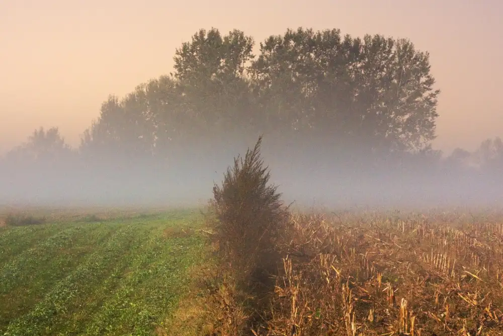 Sutra ujutru magla, preko dana razvedravanje – temperatura do 20 stepeni