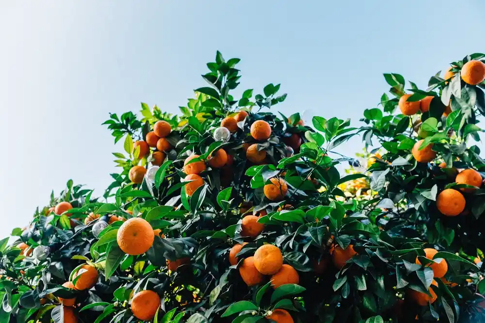 Korisni mikrobiom drveća mogao bi dovesti do otkrića novih tretmana za borbu protiv bolesti ozelenjavanja citrusa