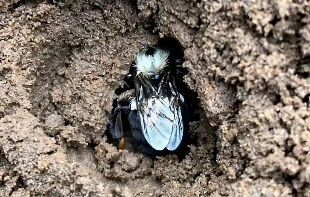 Naučnici otkrivaju da kraljice bumbara prezimljuju u zemljištu zagađenom pesticidima