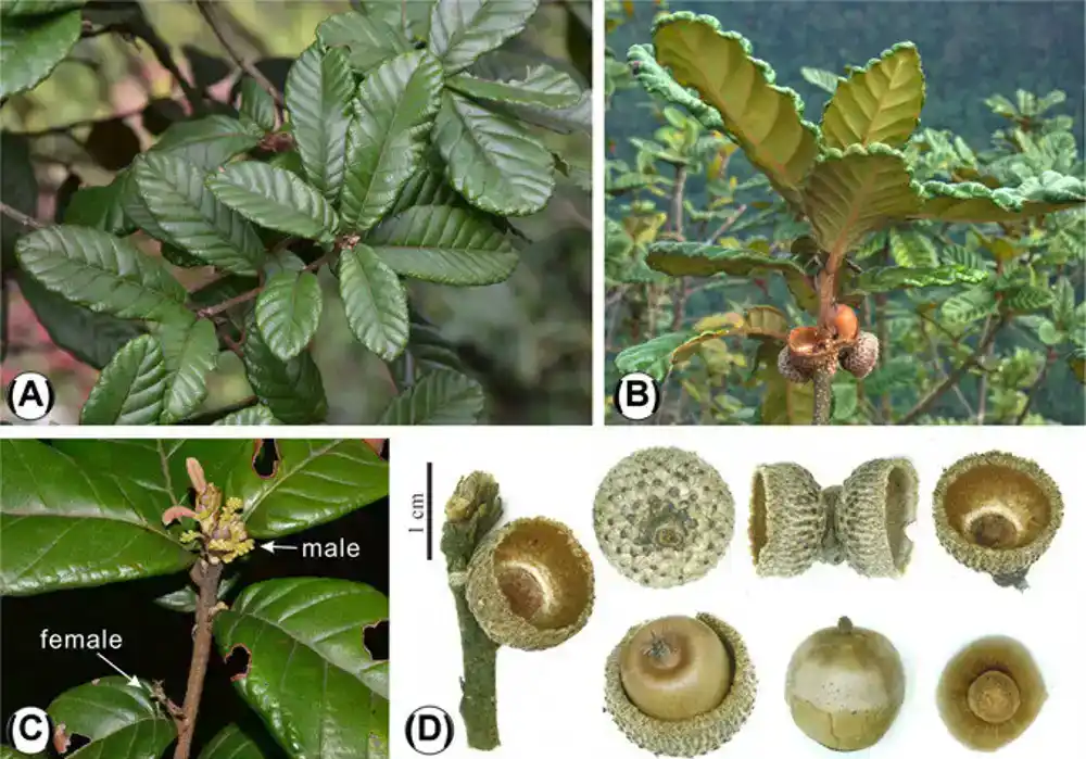 Nove vrste hrasta pronađene u Guangsiju