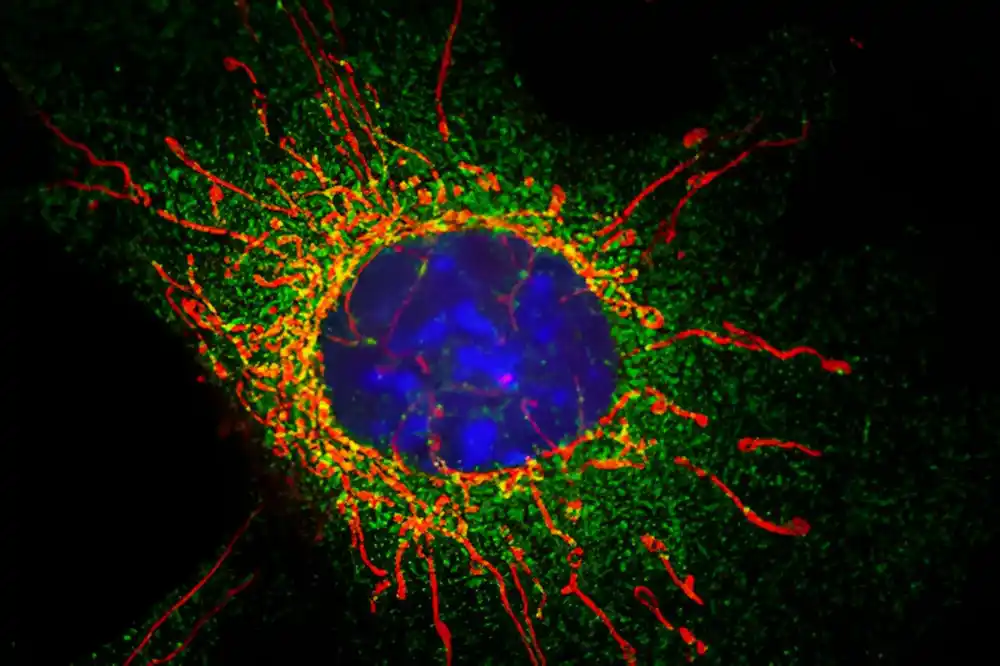 Studija identifikuje ključni molekularni korak za podelu oštećenih mitohondrija