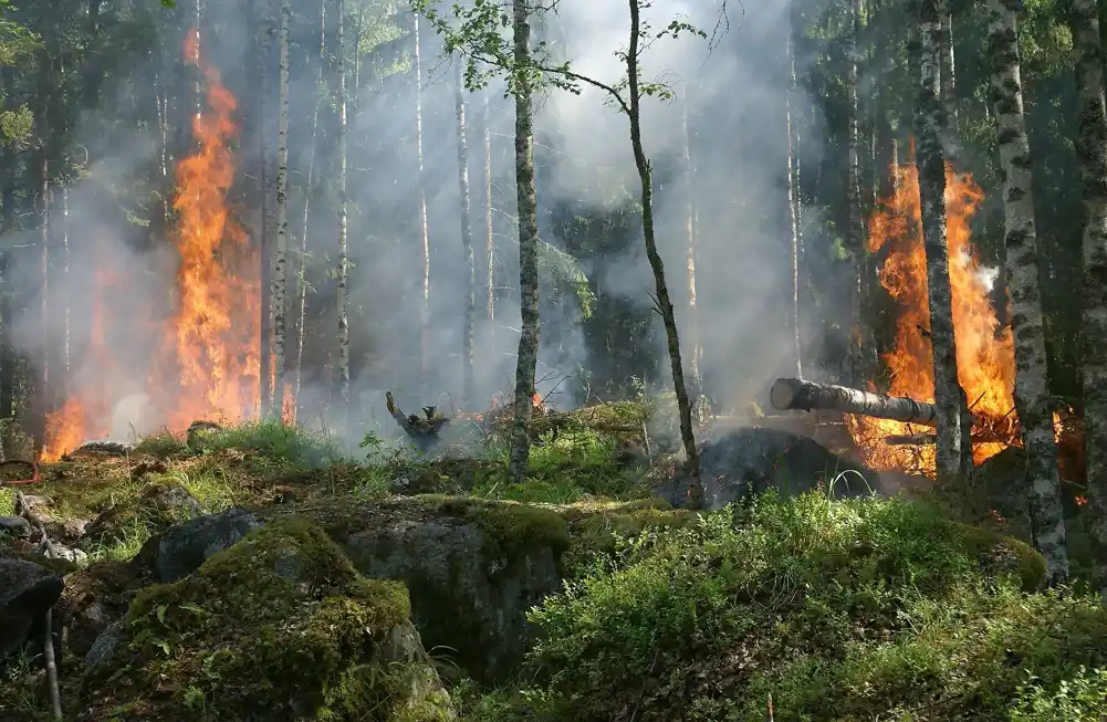 Šumski požari se pomeraju na sever i pojačavaju se – evo šta to znači za planetu