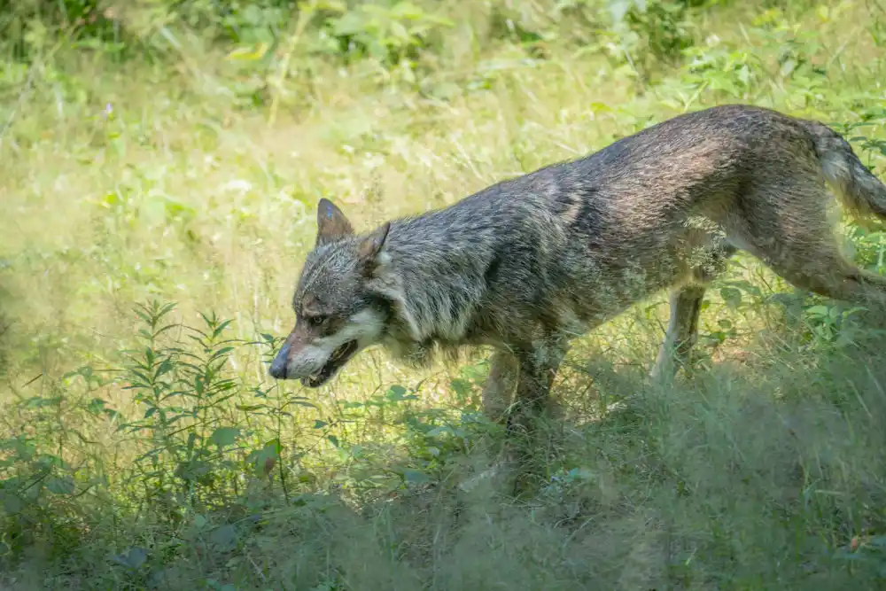 Visoke stope preživljavanja objašnjavaju 20 godina brze ekspanzije vukova u Nemačkoj