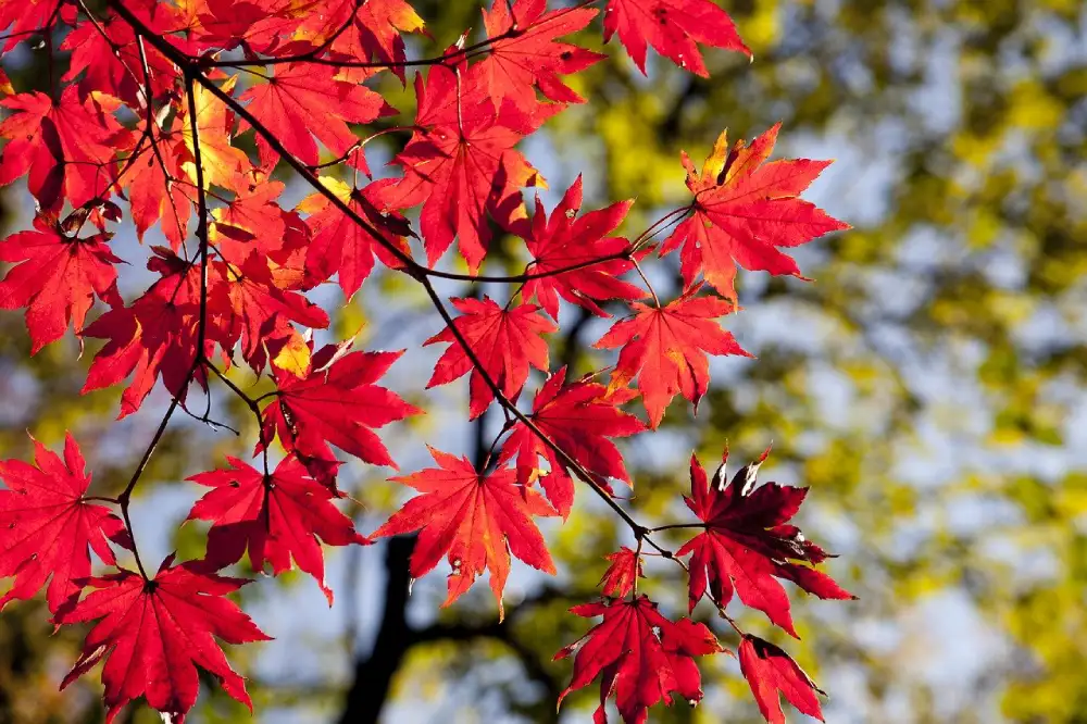 Danas sunčano, temperatura do 25 stepeni