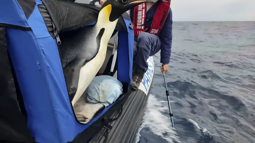 Carski pingvin pušten u more 20 dana nakon što je doplivao na australijsku plažu