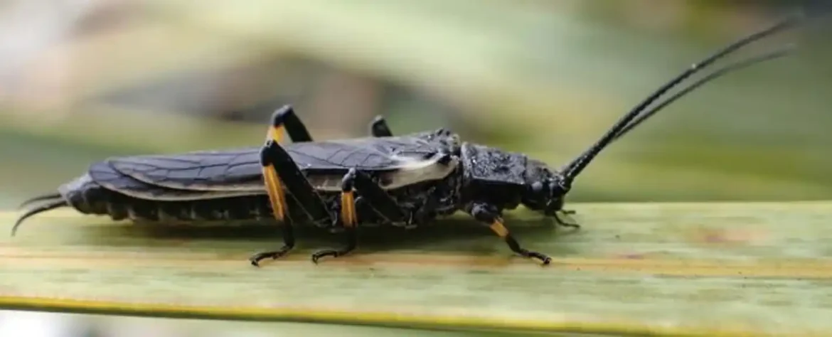 Ovi insekti su promenili boju zbog ljudi