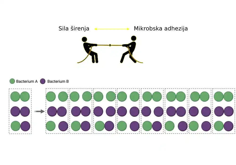 Sa novim pristupom slikanju, naučnici pomno analiziraju interakcije mikrobnih lepkova