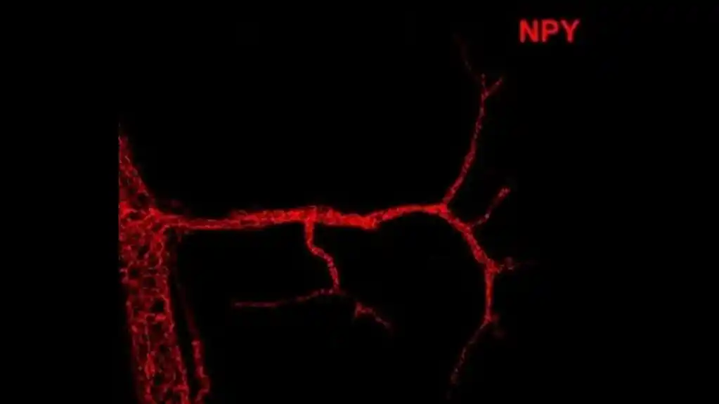 Studija otkriva novi neuropeptid uključen u kontrolu potrošnje kalorija