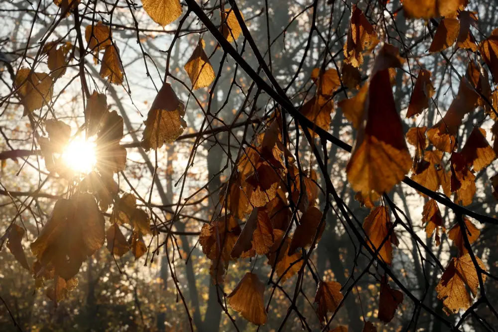 Sutra pretežno sunčano, temperatura do 11 stepeni