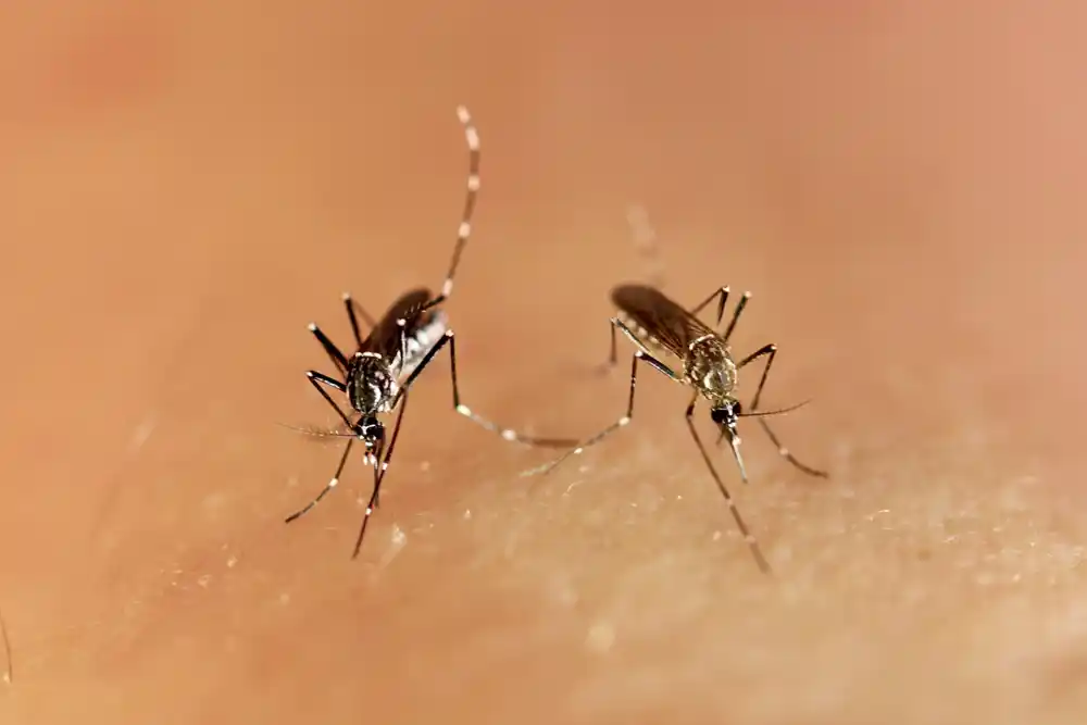 Istraživanje objašnjava zašto Zika virus nije rasprostranjen u Africi: Genetske razlike komaraca ključne za širenje bolesti