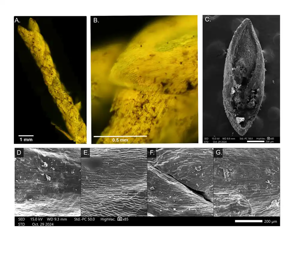 Novo identifikovano misteriozno fosilno seme otkriva klimatske obrasce ledenog doba