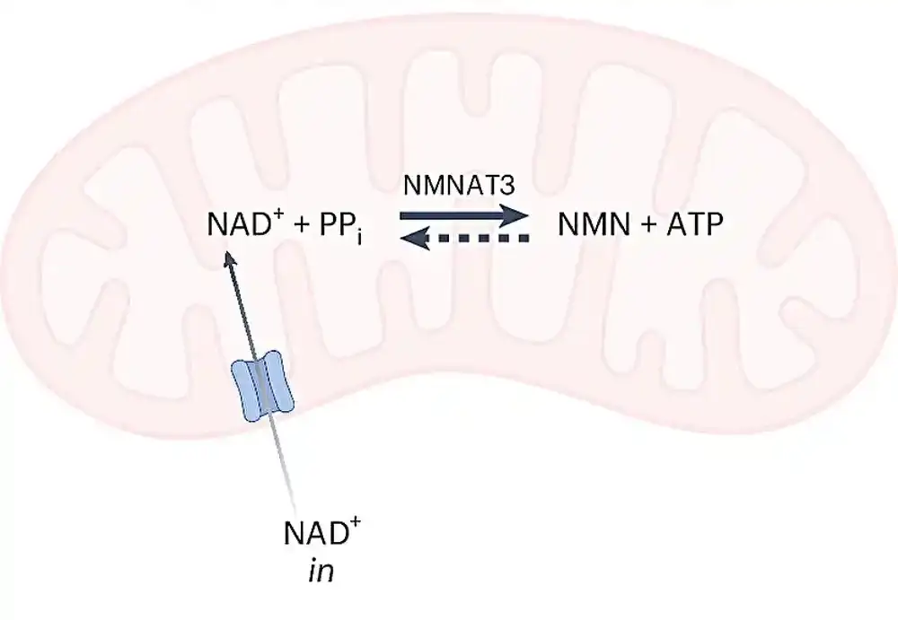 Novootkriveni mehanizam otkriva ulogu NAD-a u starenju i bolestima
