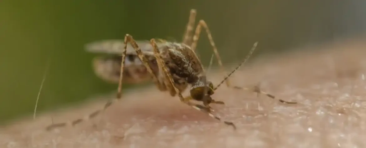 Obećavajuća nova vakcina protiv malarije može se ubrizgati ubodom komarca