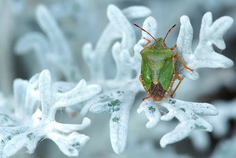 Šta insekti rade cele zime?